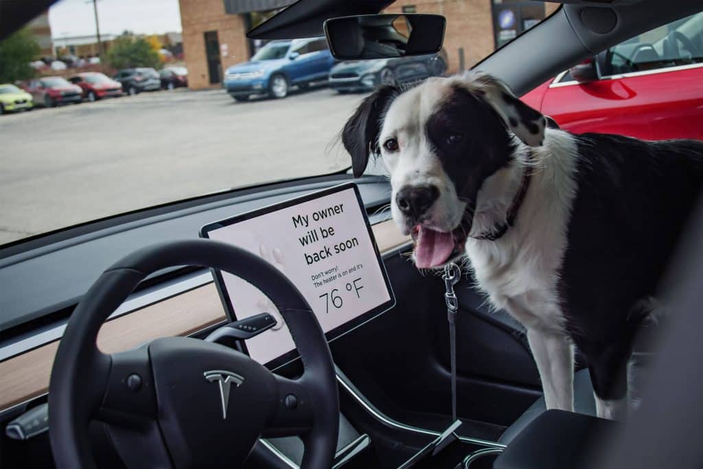 Tesla’s Dog Mode Is A Game Changer